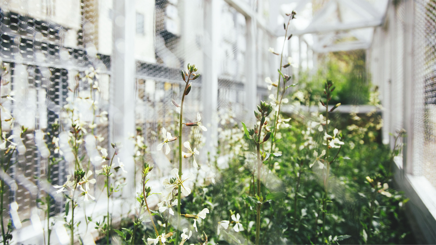 都市農業・野菜